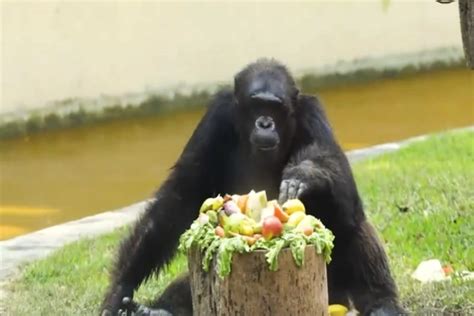 Naked chimpanzee is star attraction at Indian zoo 